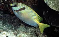 Barred spinefoot (Siganus doliatus)