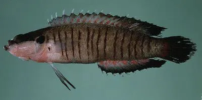 Barred spiny basslet (Belonepterygion fasciolatum)