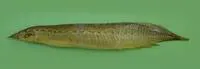 Barred spiny eel (Macrognathus pancalus)
