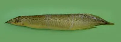 Barred spiny eel (Macrognathus pancalus)