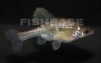 Barred splitfin (Chapalichthys encaustus)