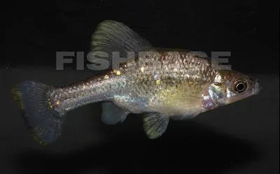 Barred splitfin (Chapalichthys encaustus)
