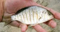 Barred surfperch (Amphistichus argenteus)