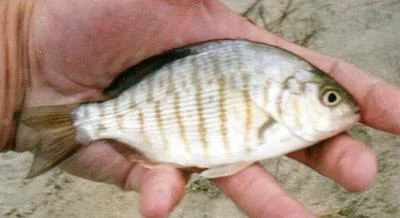 Barred surfperch (Amphistichus argenteus)