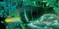 Barred thicklip (Hemigymnus fasciatus)