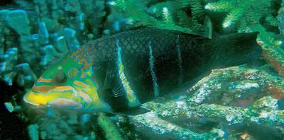 Barred thicklip (Hemigymnus fasciatus)