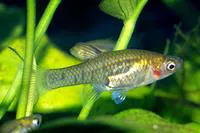 Barred topminnow (Quintana atrizona)