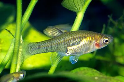 Barred topminnow (Quintana atrizona)