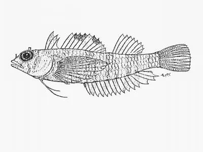 Barred triplefin (Enneapterygius clarkae)