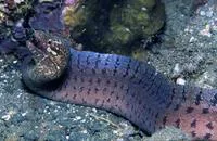 Barredfin moray (Gymnothorax zonipectis)