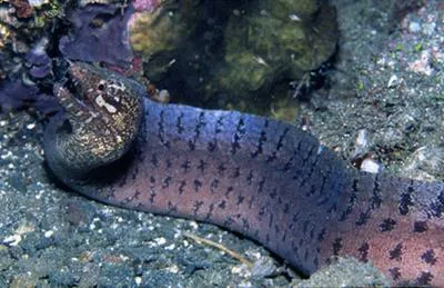 Barredfin moray (Gymnothorax zonipectis)
