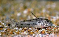 Barredtail corydoras (Corydoras cochui)