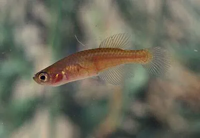 Barredtail pearlfish (Notholebias minimus)