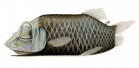 Barrel-eye (Opisthoproctus soleatus)