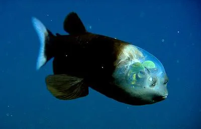 Barreleye (Macropinna microstoma)