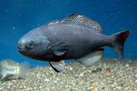 Barrelfish (Hyperoglyphe perciformis)
