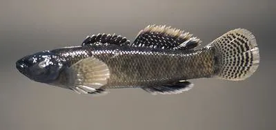 Barrens darter (Etheostoma forbesi)