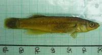Barrens topminnow (Fundulus julisia)