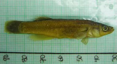 Barrens topminnow (Fundulus julisia)