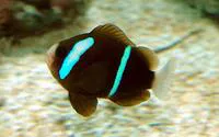 Barrier reef anemonefish (Amphiprion akindynos)