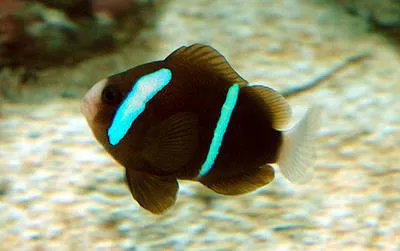Barrier reef anemonefish (Amphiprion akindynos)