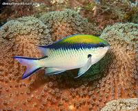 Barrier reef chromis (Chromis nitida)