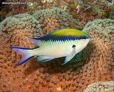 Barrier reef chromis (Chromis nitida)