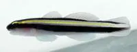 Barsnout goby (Elacatinus illecebrosus)