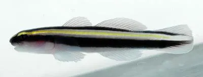 Barsnout goby (Elacatinus illecebrosus)