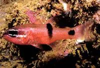 Barspot cardinalfish (Apogon retrosella)