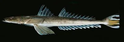 Bartail flathead (Platycephalus indicus)