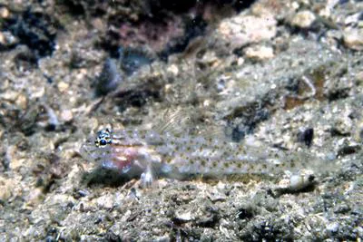 Bartail goby (Coryphopterus thrix)