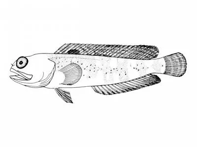 Bartail jawfish (Opistognathus cuvierii)