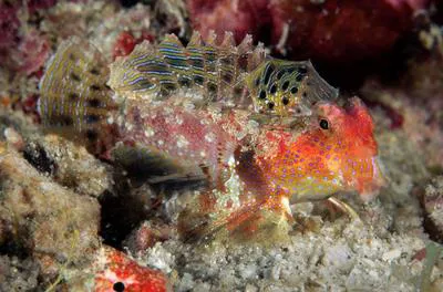 Bartel's dragonet (Synchiropus bartelsi)