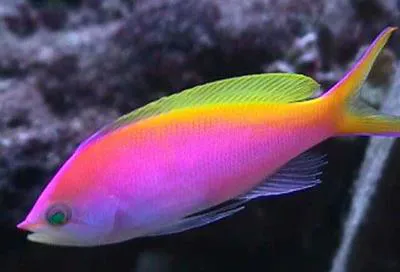 Bartlett's anthias (Pseudanthias bartlettorum)