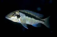 Basket hap (Mylochromis lateristriga)