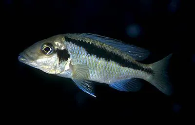 Basket hap (Mylochromis lateristriga)