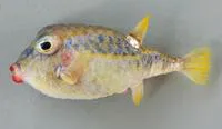 Basketfish (Kentrocapros rosapinto)