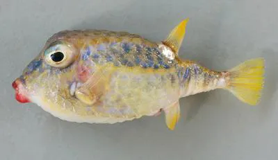 Basketfish (Kentrocapros rosapinto)