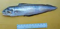 Basketweave cusk-eel (Ophidion scrippsae)