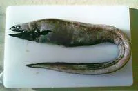 Basketwork eel (Diastobranchus capensis)