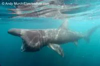 Basking shark (Cetorhinus maximus)