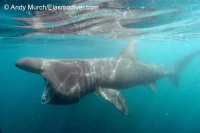 Basking shark (Cetorhinus maximus)