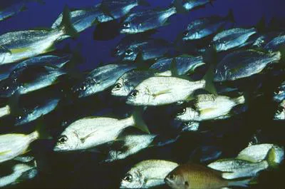 Bastard grunt (Pomadasys incisus)