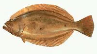 Bastard halibut (Paralichthys olivaceus)