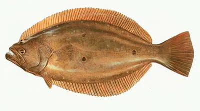 Bastard halibut (Paralichthys olivaceus)