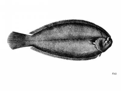 Bastard sole (Microchirus theophila)