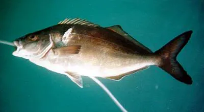 Bastard trumpeter (Latridopsis forsteri)