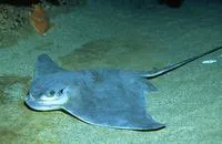 Bat eagle ray (Myliobatis californica)