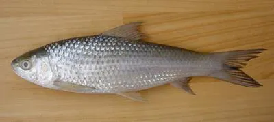 Bata (Labeo bata)
